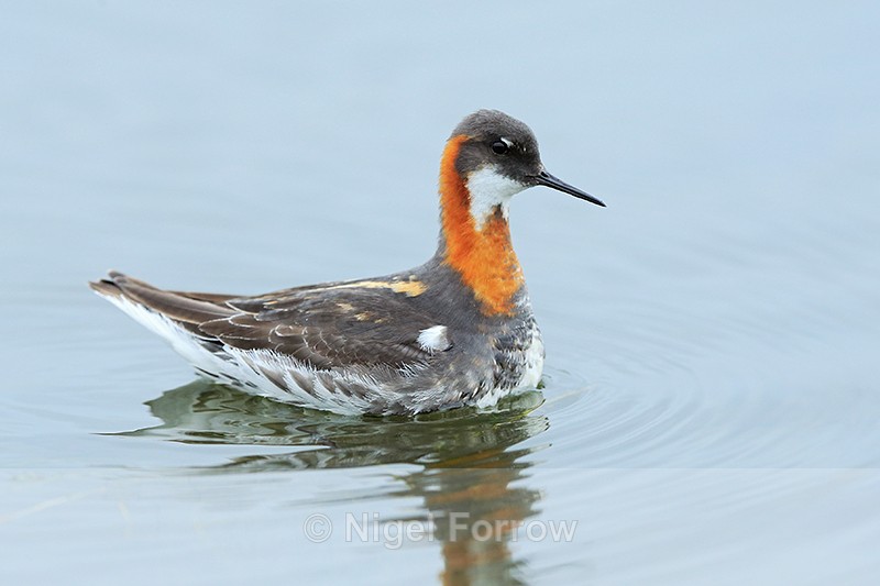 Red-necked Phalarope (female), Iceland - Red-necked Phalarope