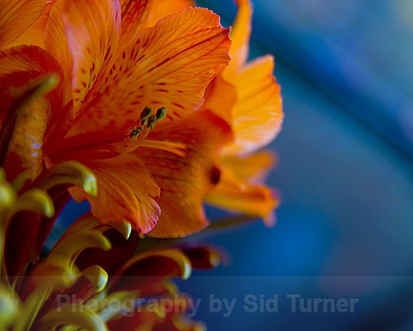  - Flowers and Plants