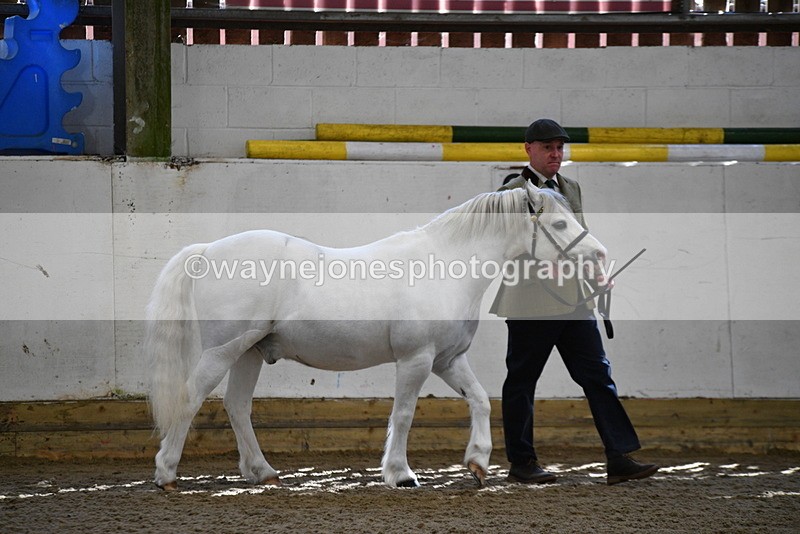WJ5_5331 - Class 4 In hand M&M - small breeds