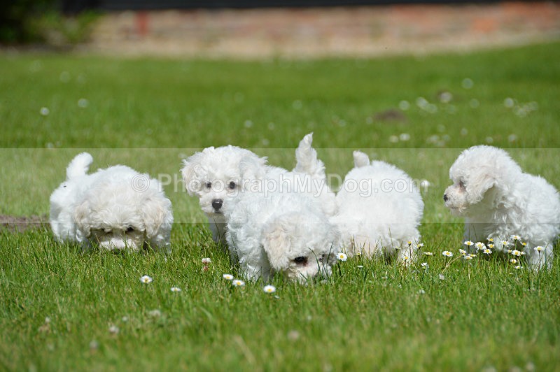  - Bichon Frises