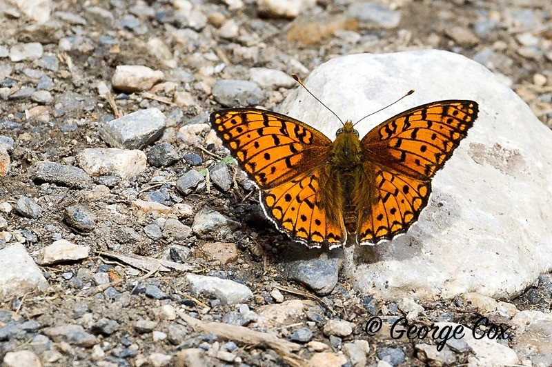 niobe fritillary pyrenees
