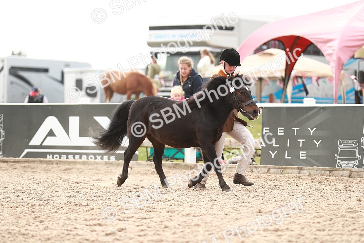 SBM_11790 - Class 206 IH Non Show Type Pony