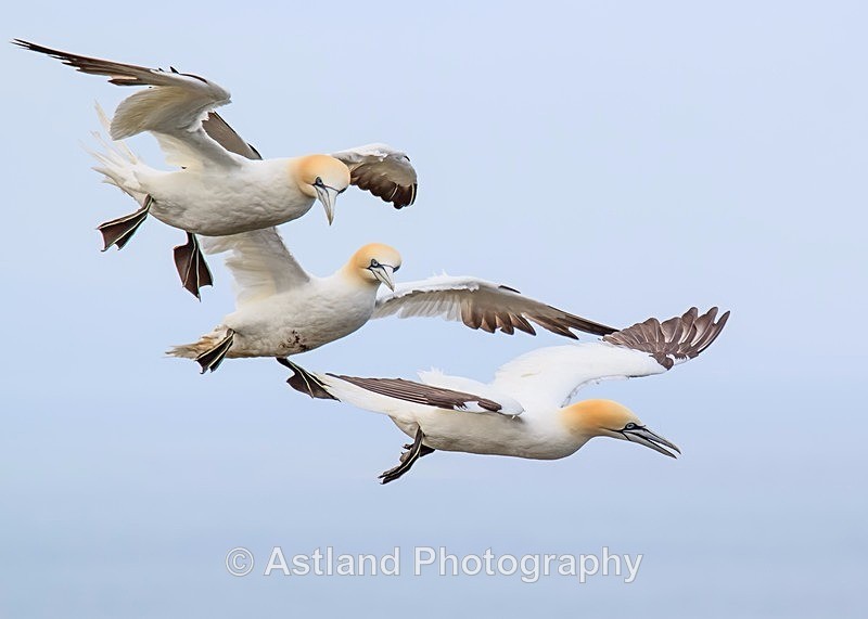 Astland Photography, Bird and Wildlife Images, Susan and Peter Wilson, U.K.