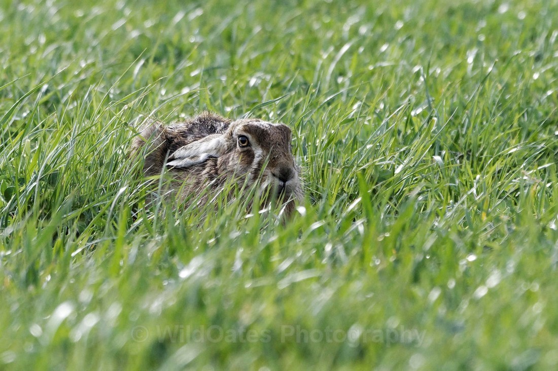 Hares 2018_0001 - Hares
