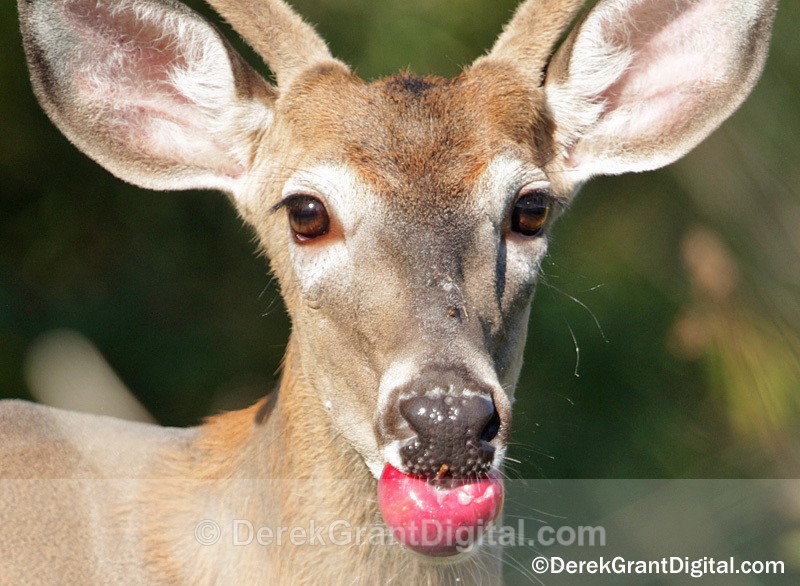 An Apple a Day .... - Urban Wildlife