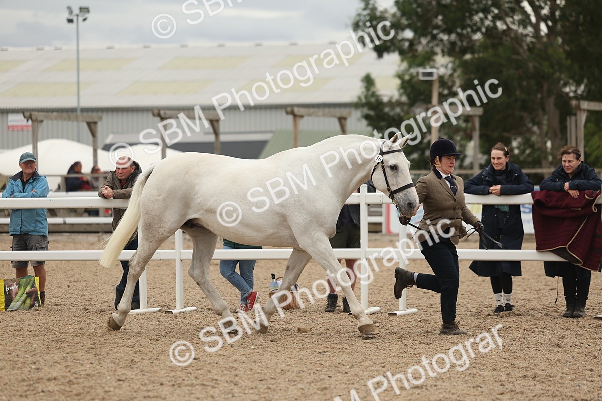 SBM_19279 - Class 317 - IH Pure Bred Horse-Pony
