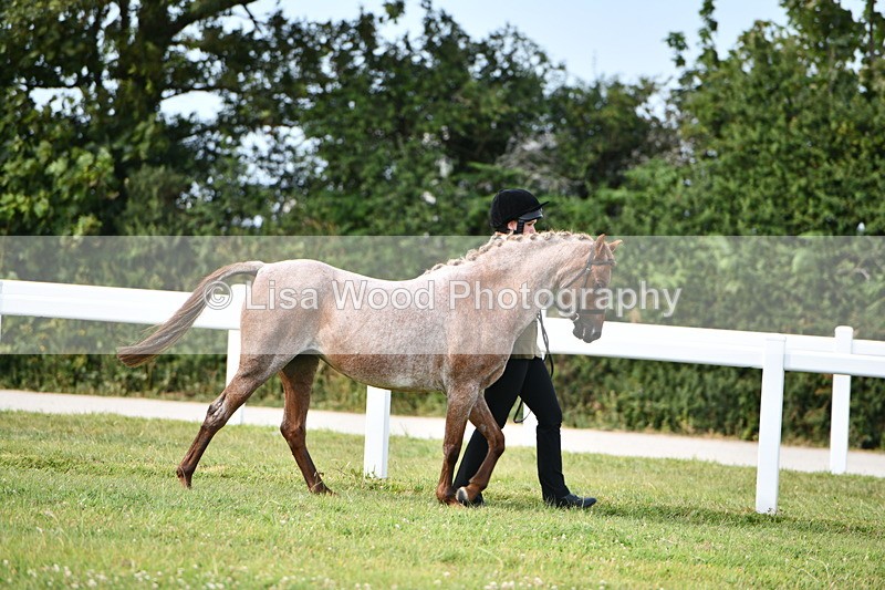 DSC_9140 - SP/SHP Pony Breeding Championship