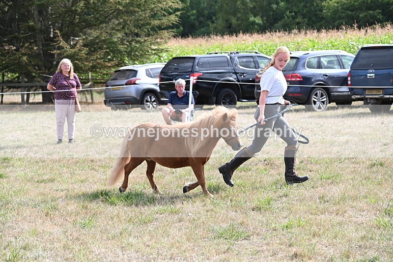 WJ6_6954 - Class 21 Shetland & Mini Horses
