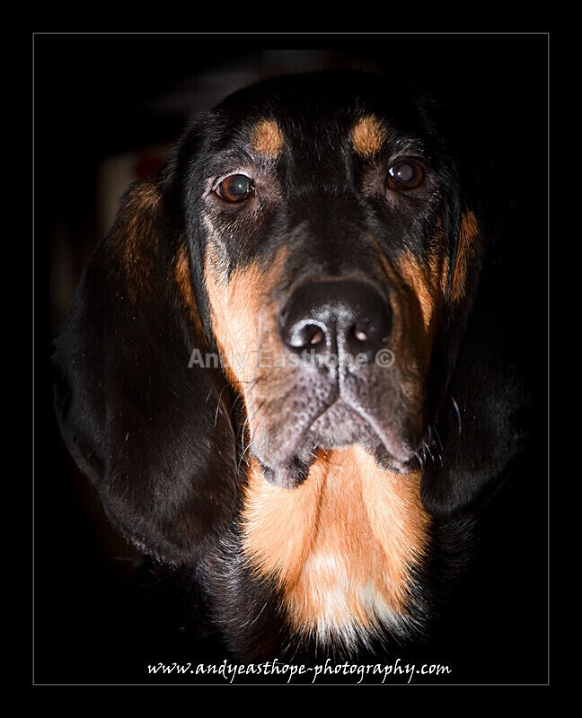 Rufus-8a - Pets