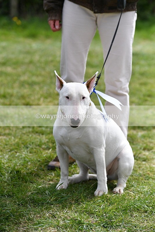 WJ5_0666 - Class 7 Best Terrier