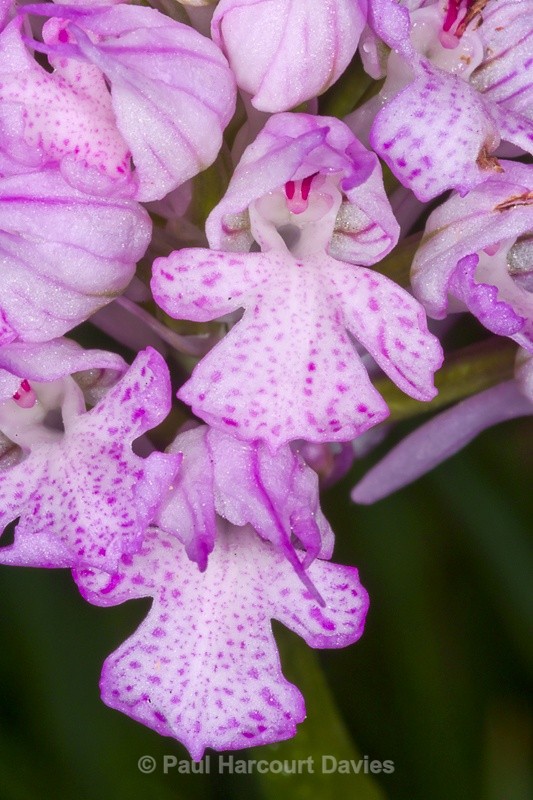  - Orchids - Orchis