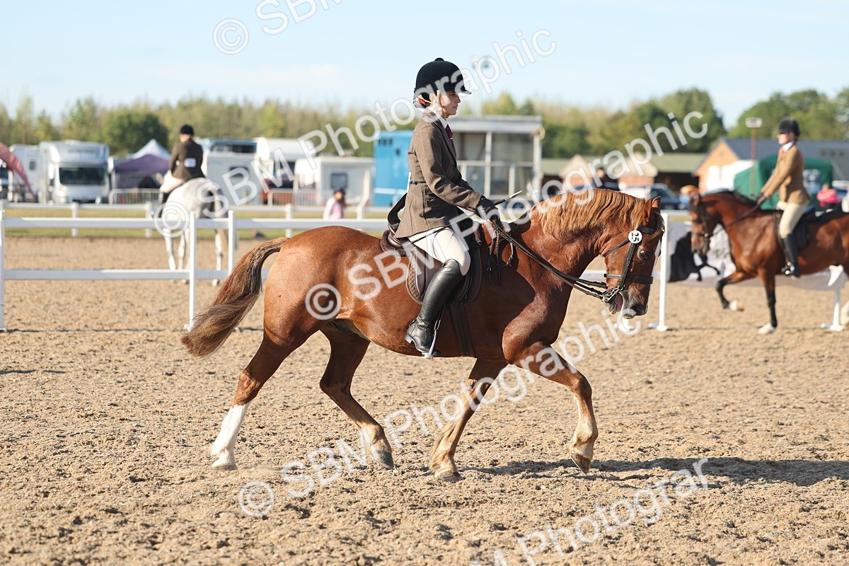 SBM_11025 - Class 302 - Ridden M&M Large Breeds