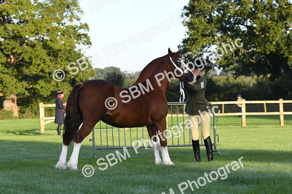 SBM_32522 - S15 - Condition & Turnout In Hand
