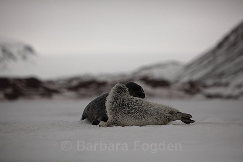 1 month old sealpup with his mother 1391 - First 6 weeks of a seal pup's life