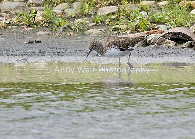 20080822-014 - Green Sandpiper