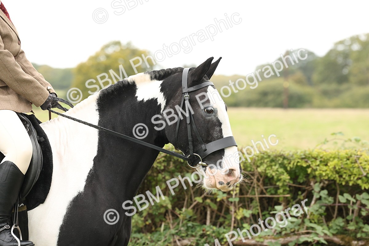 SBM_67205 - S67 - Piebald & Skewbald Horse Ridden