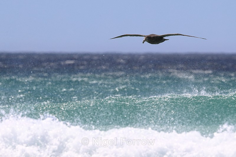 Southern Giant Petrel low over wave, Volunteer Point, Falklands - Southern Giant Petrel