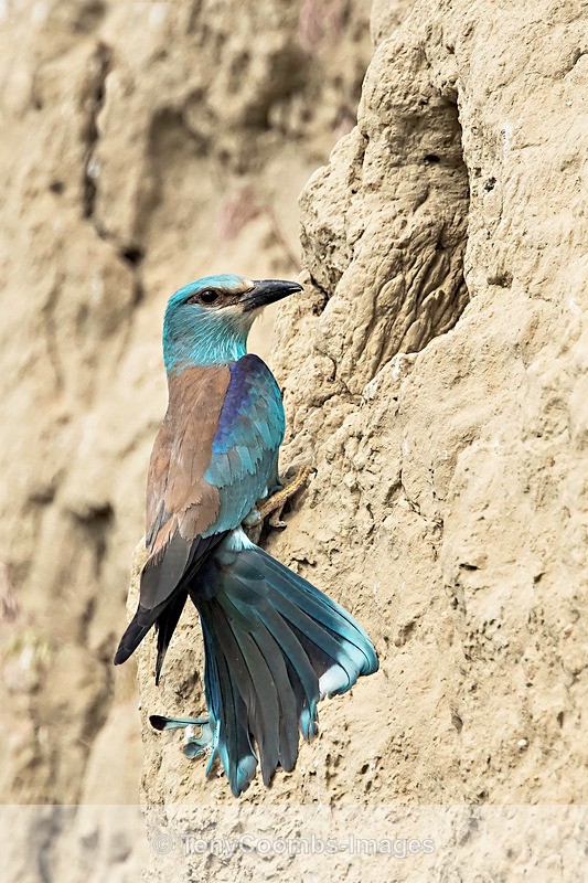 Roller - Macin National Park