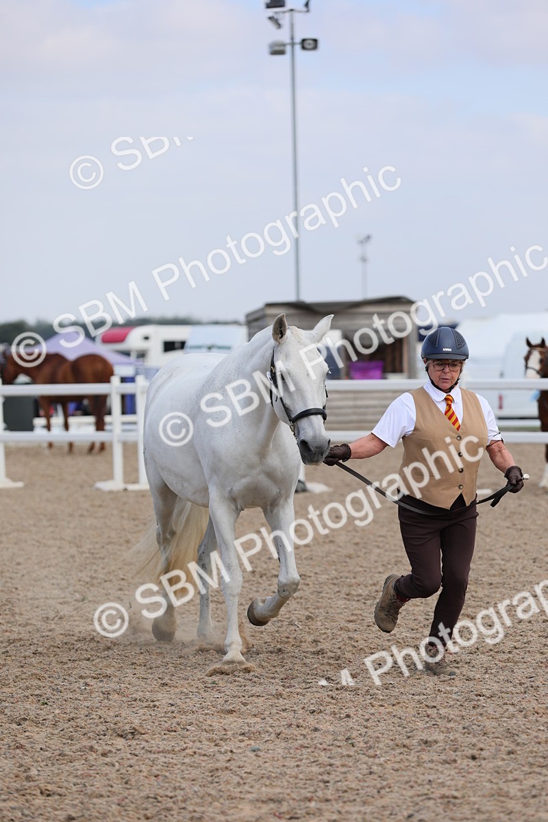 SBM_15823 - Class 312 IH Competition Horse/Pony