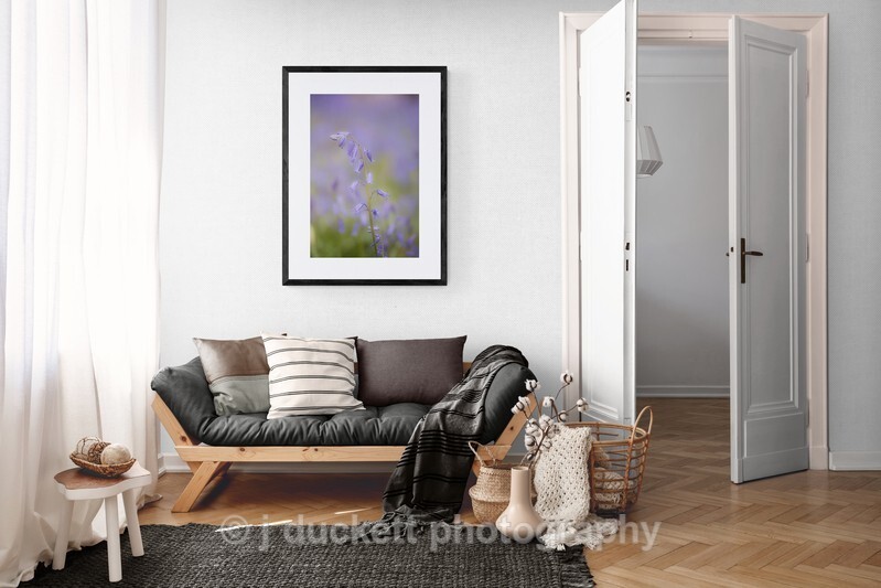 single drooping bluebell