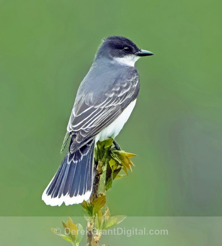Eastern Kingbird - Birds of Atlantic Canada