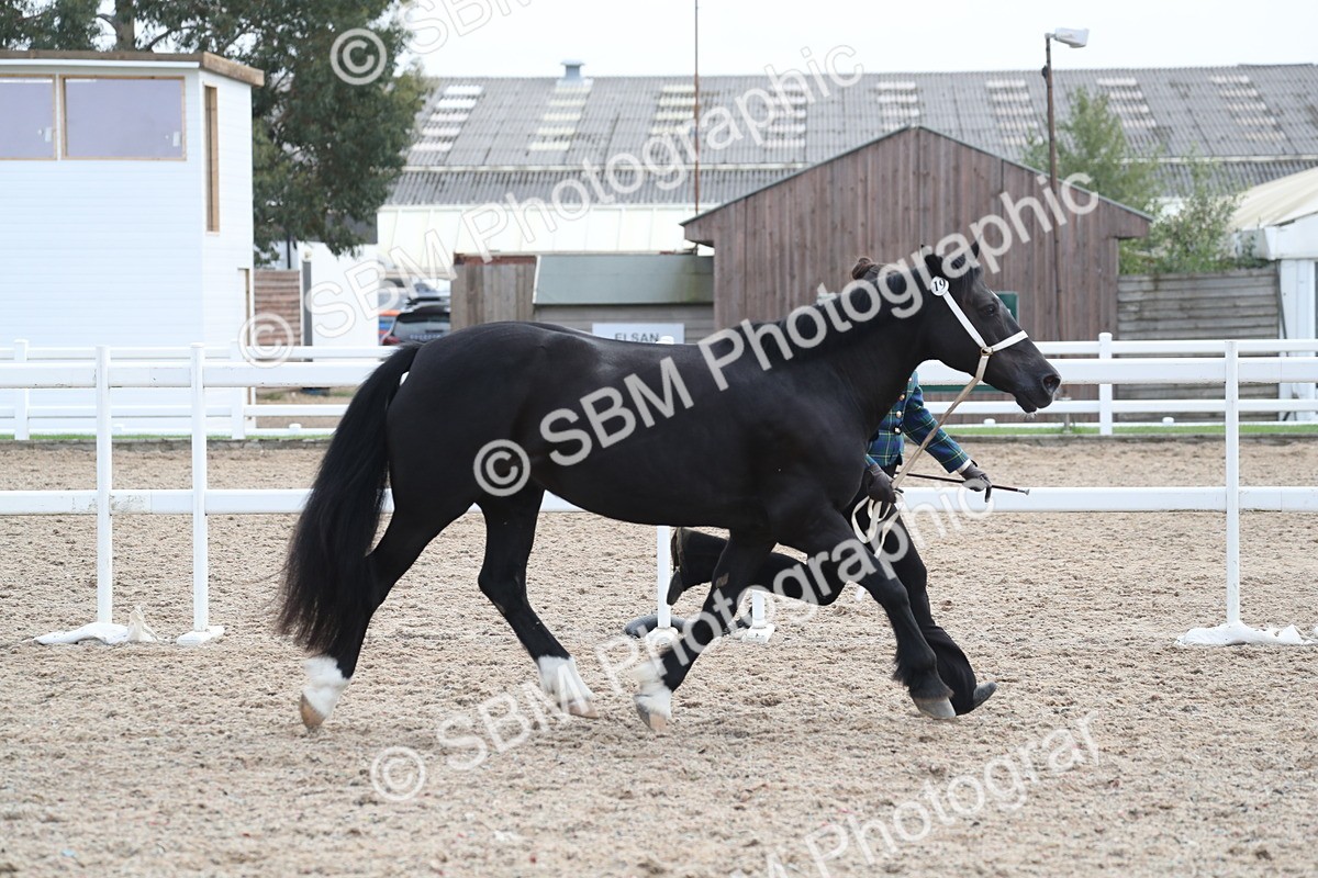 SBM_23296 - Class 606 - 2025 Area - IH Pre Vet