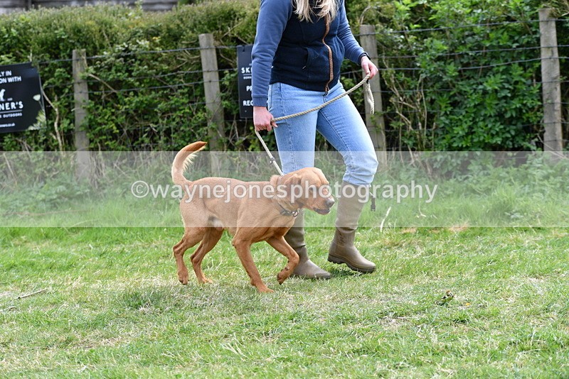 WJ5_9563 - Class 3 Most Handsome Dog