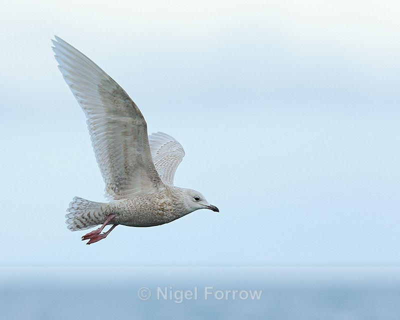 Iceland Gull (juvenile) flying, Grundarfjörður, Iceland - Iceland Gull