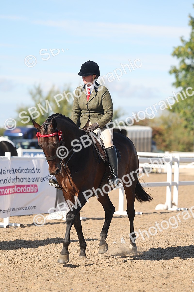 SBM_13061 - Class 305 - Ridden Foreign Breed Pure Bred