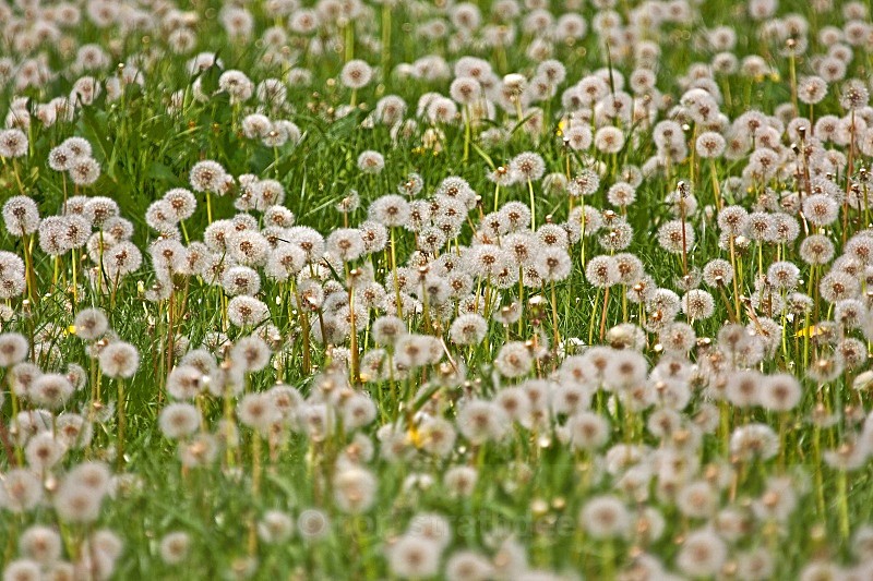 Dandelion harvest - Land of Man
