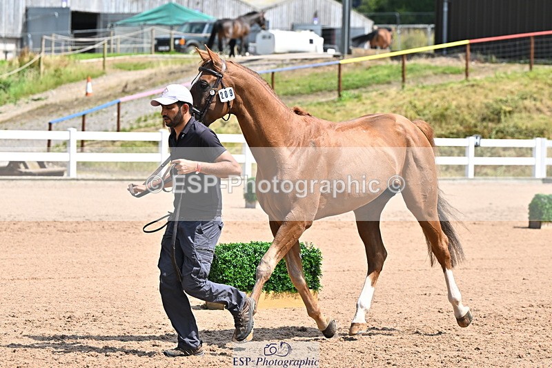 240718A-105250-01215 - Trot Up 12pm to 1pm