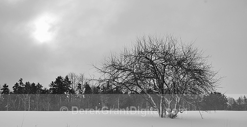 Apple Tree in winter - Winterscape