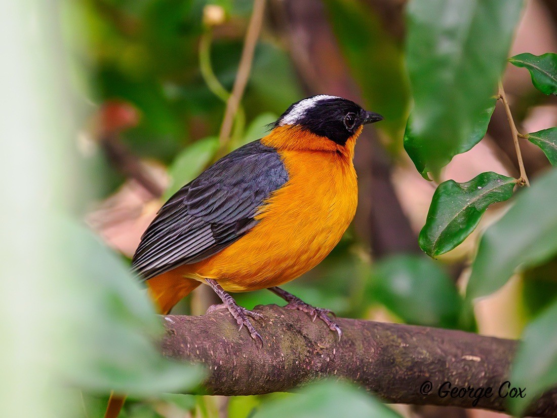 Snowy crowned robin chat - Gambia 2025