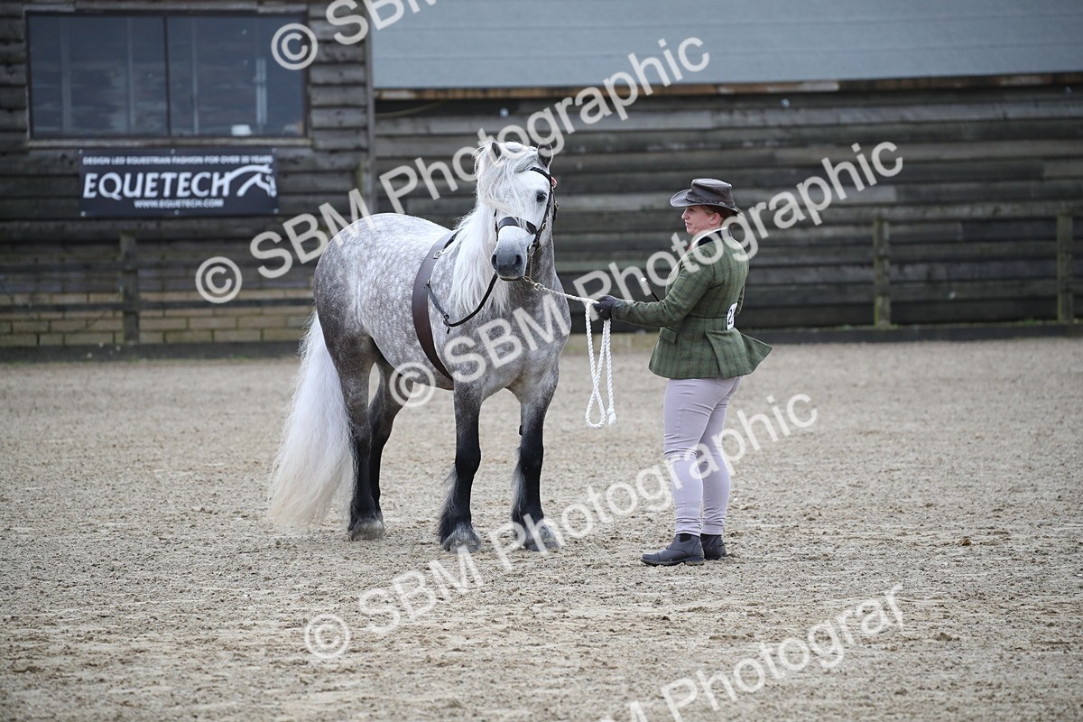SBM_004041 - Class 1-4 - Young Stock classes Inc. In Hand Championship