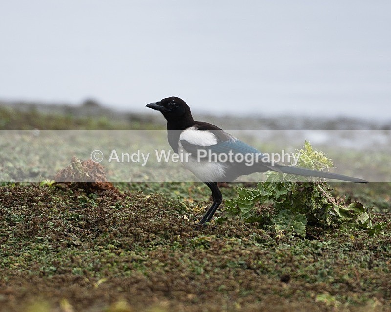 20080802- 003 - Corvids