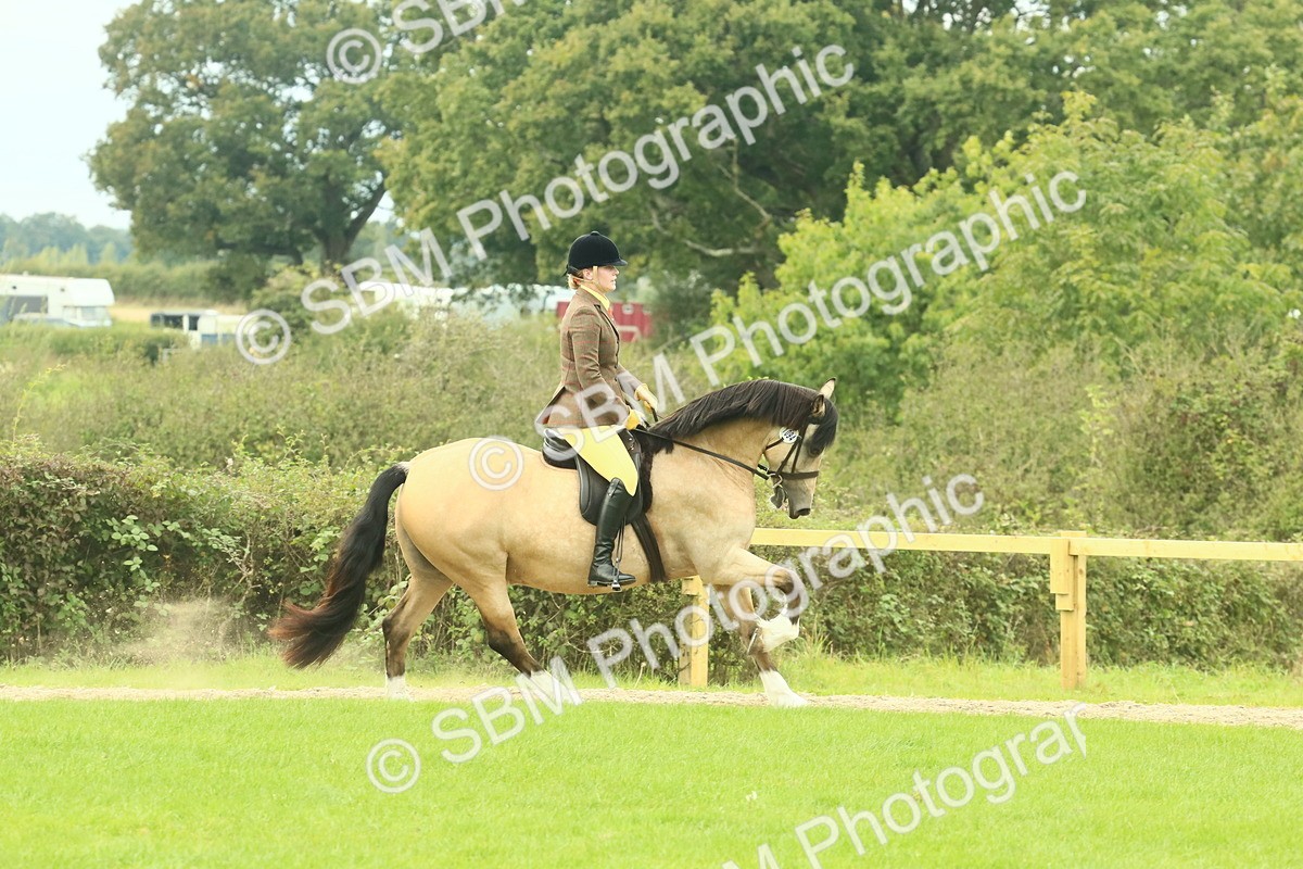 SBM_71880 - S60 - Mountain & Moorland Ridden Large Breeds