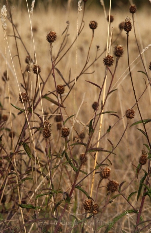 grass_0057jpg - Flowers and Nature