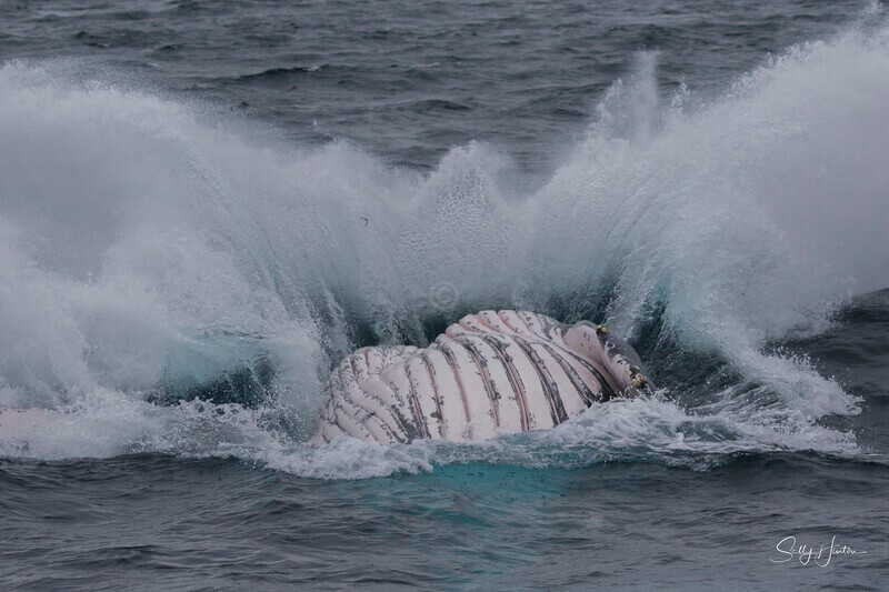 0A3A5745 - 2024 Whale Photos