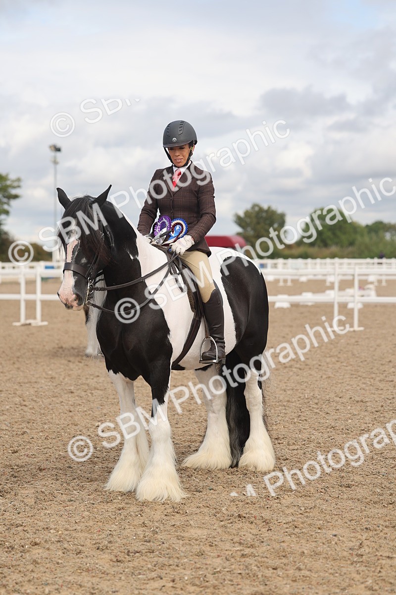SBM_04498 - Class 18 - Handsomest Gelding (IH or Ridden)