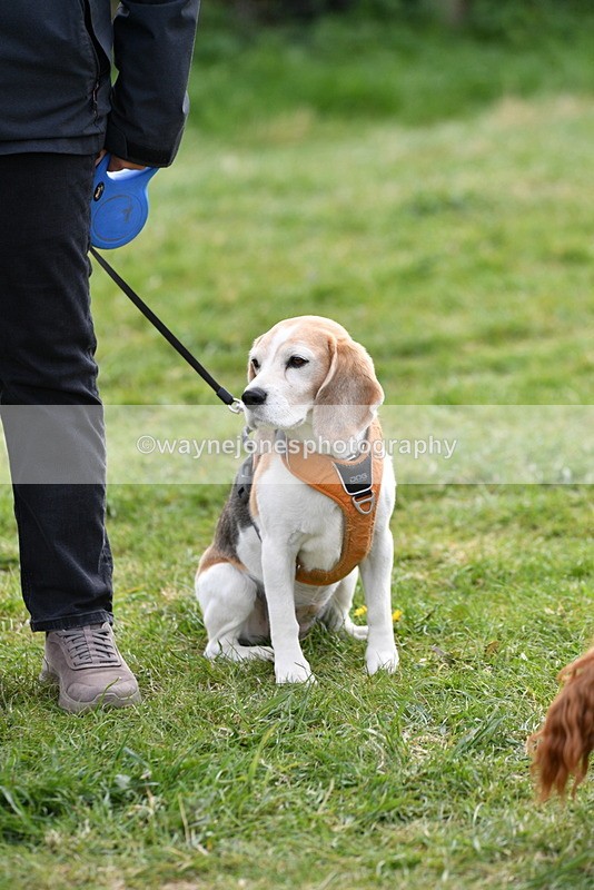 WJ5_0183 - Class 5 Best Veteran / 7 years & over