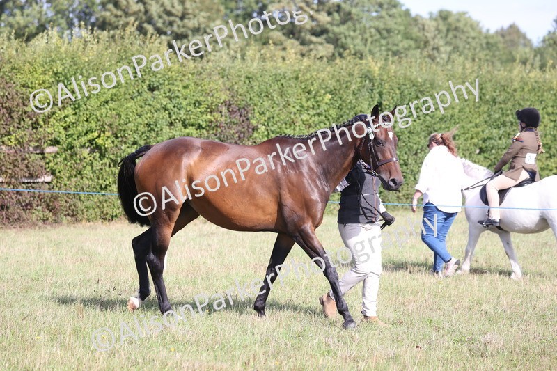 20260906-0655 - Class 22 - Ex Racehorse