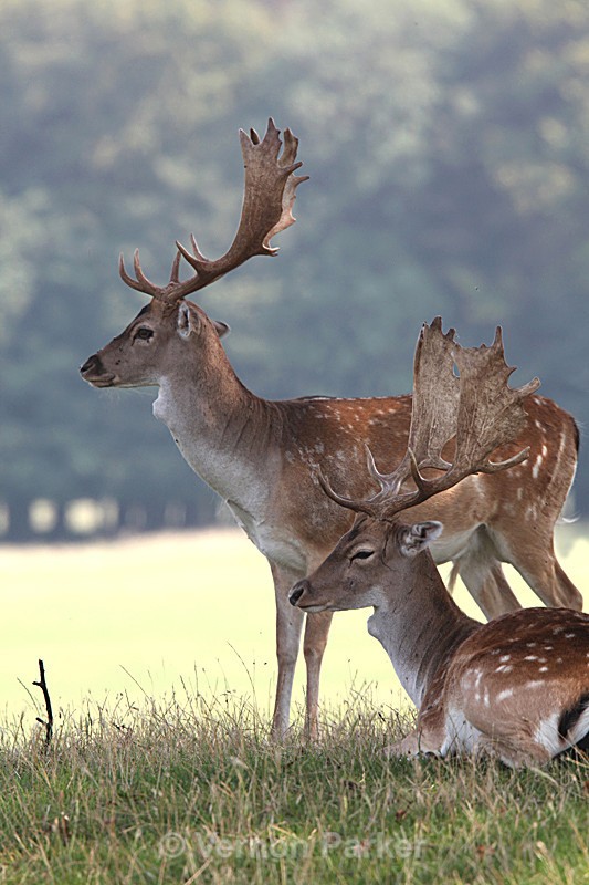  - Wildlife