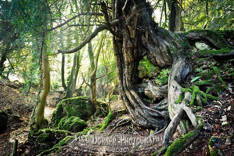 Yew Tree roots from Autumn Forest of Dean and Wye Valley Portfolio by Tina Dorner Photography