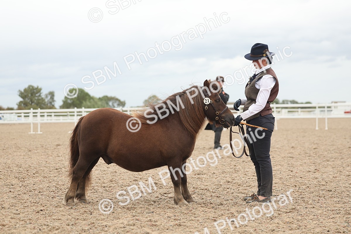 SBM_19322 - Class 317 - IH Pure Bred Horse-Pony