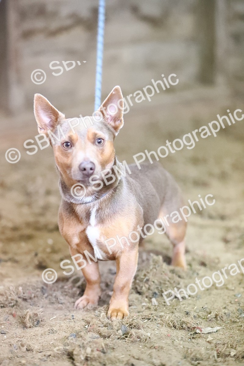 SBM_002695 - Class 6 - 80cm