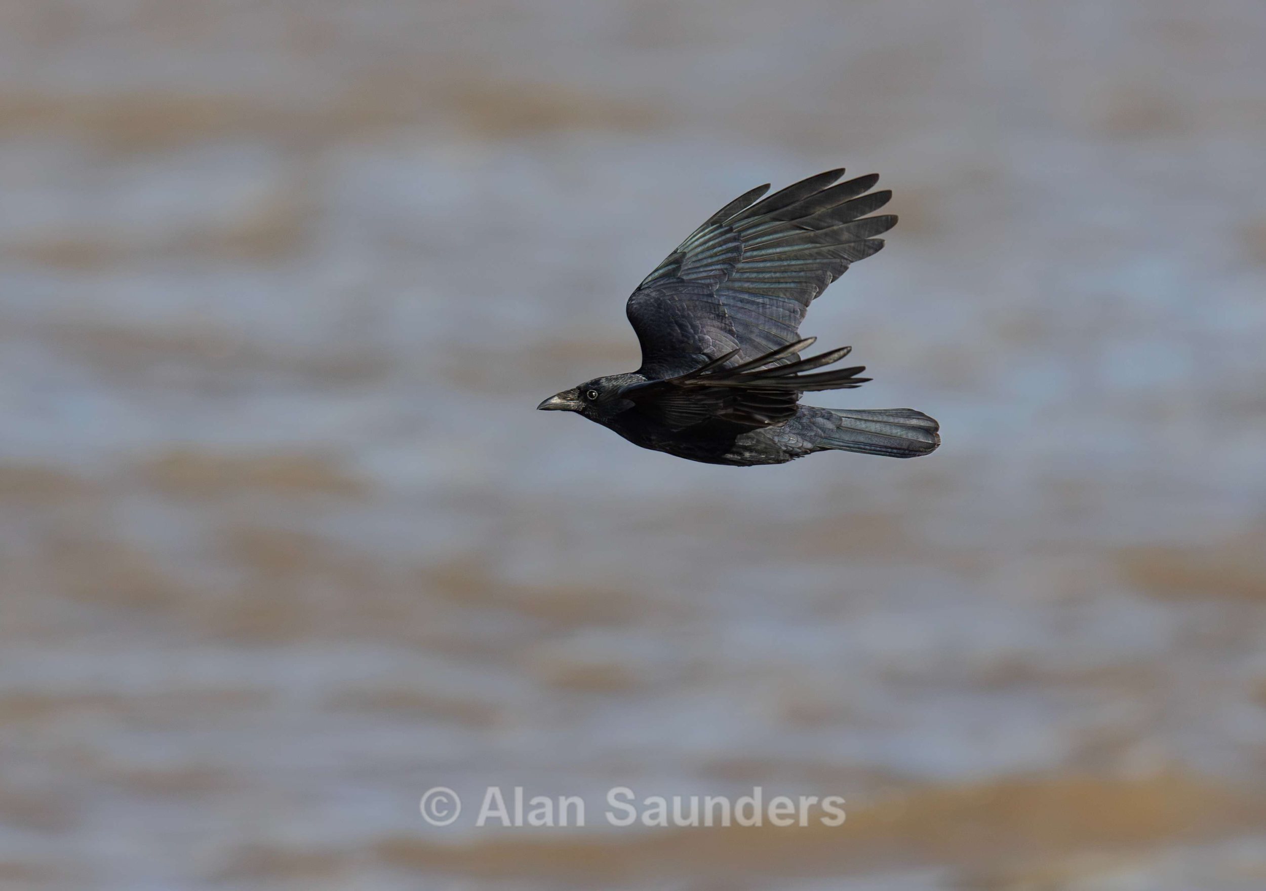 Carrion Crow 2
