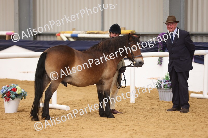 20260913-1699 - Class 115 - Gelding 4years and over