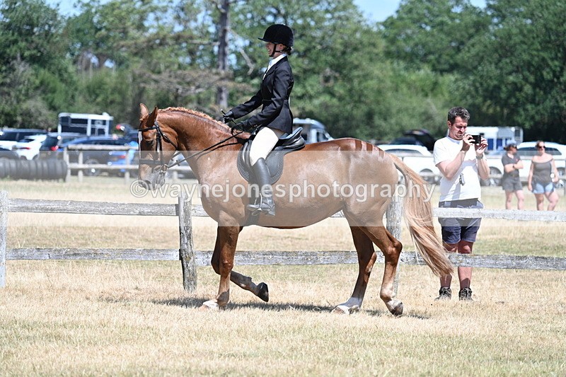 WJ7_2806 - Class 7 Riding Club Show Horse