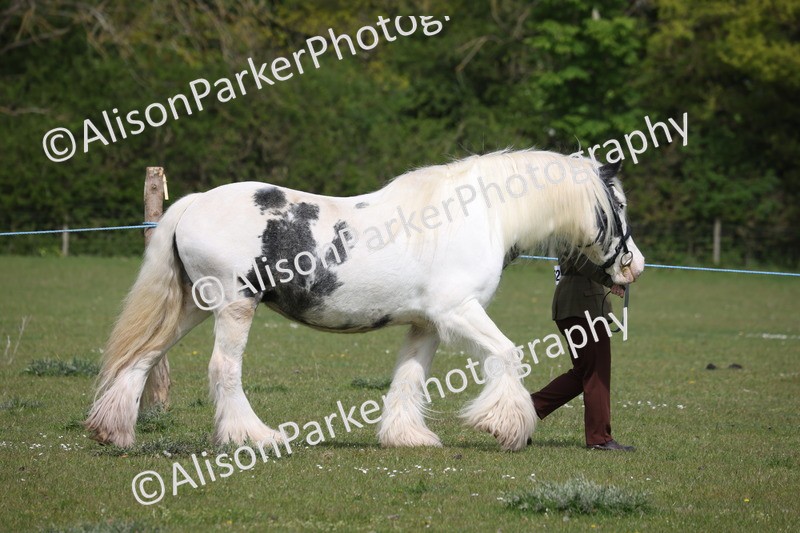 20260426-3256 - Class 27 - Coloured Horses and Ponies
