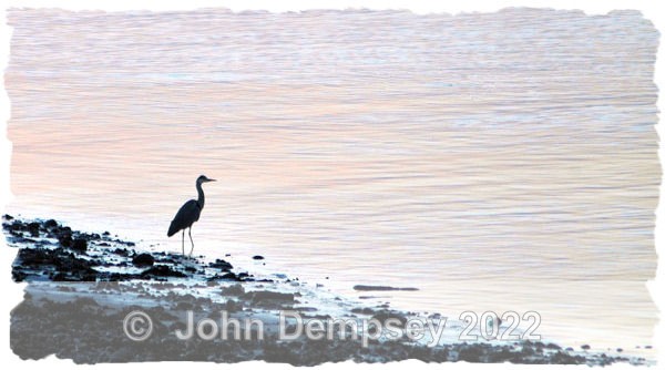 Life At The Basin Edge - Montrose Basin